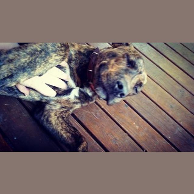 Photo of Bandit **Adopted**