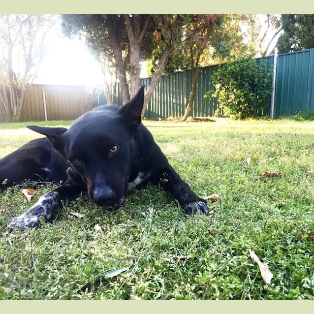 Photo of Champ ~ Kelpie X Cattle Dog
