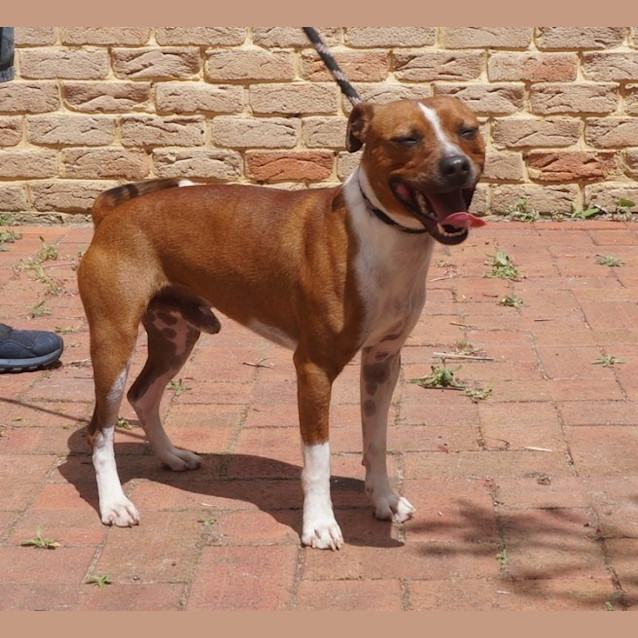 Photo of Chester