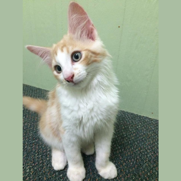 Photo of Sheldon
