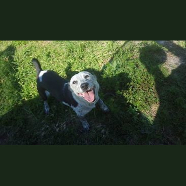 Photo of Nina (At Rspca Big Adopt Day Sept 17 Brisbane)
