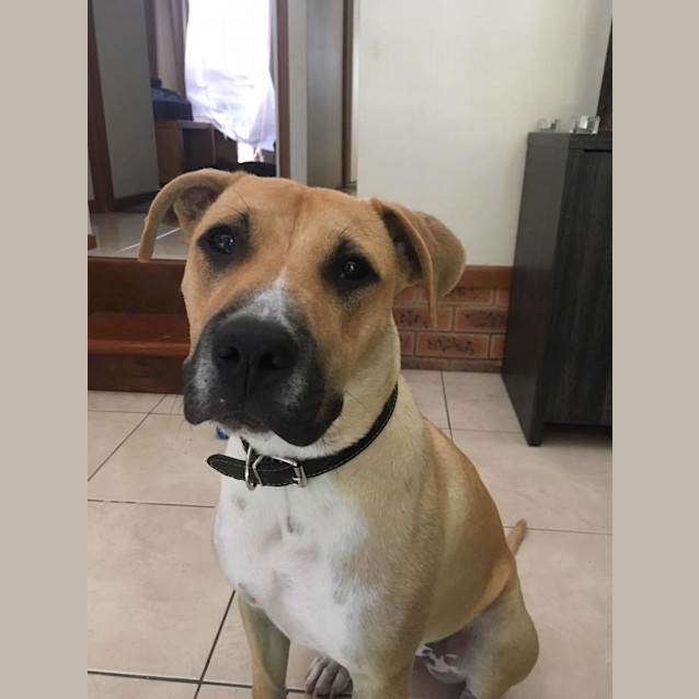 Photo of Dexter 