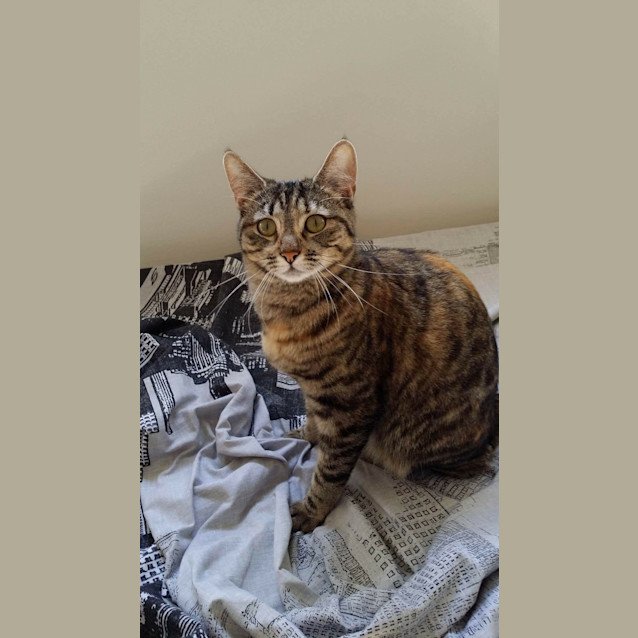 Photo of Harley