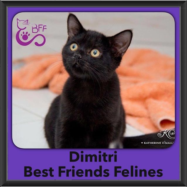 Photo of Dimitri