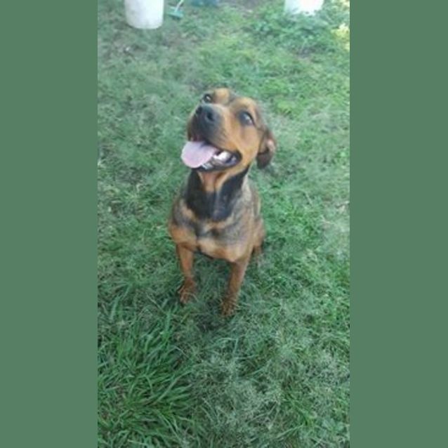 Photo of Carla (At Rspca Big Adopt Day Sept 17 Brisbane)