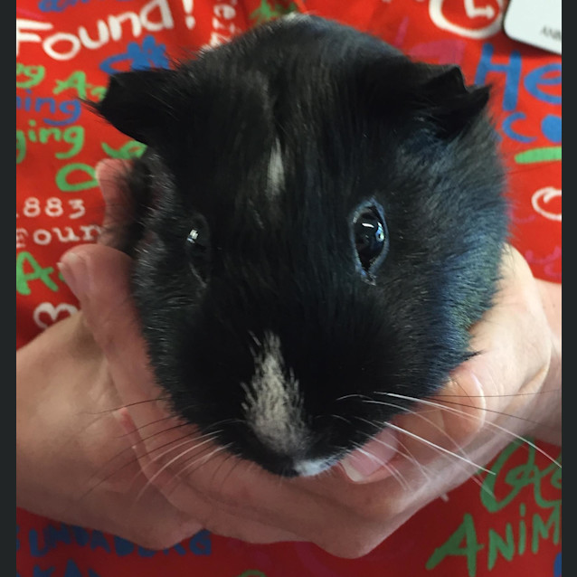 Photo of Mr Copperfield