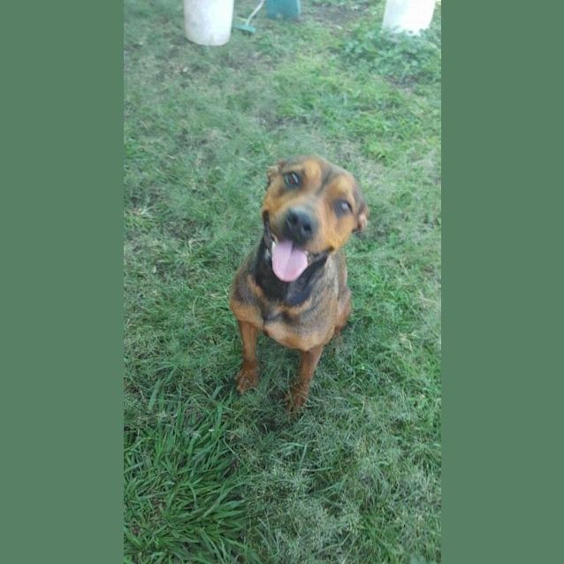 Photo of Carla (At Rspca Big Adopt Day Sept 17 Brisbane)
