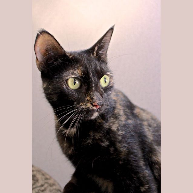 Photo of Gem