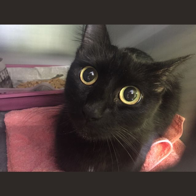 Photo of Remy