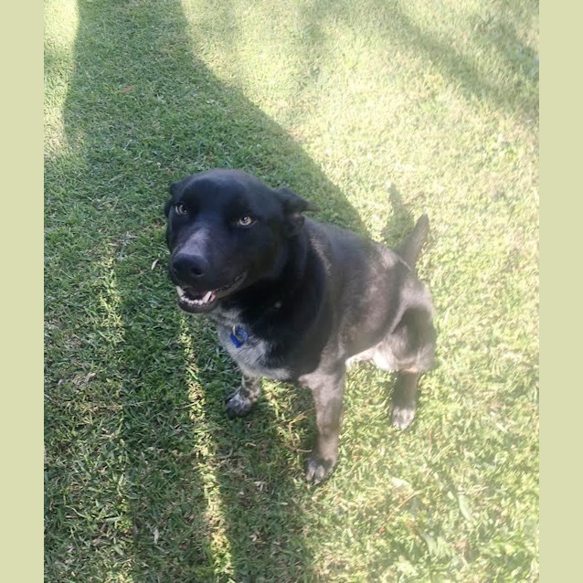 Photo of Champ ~ Kelpie X Cattle Dog