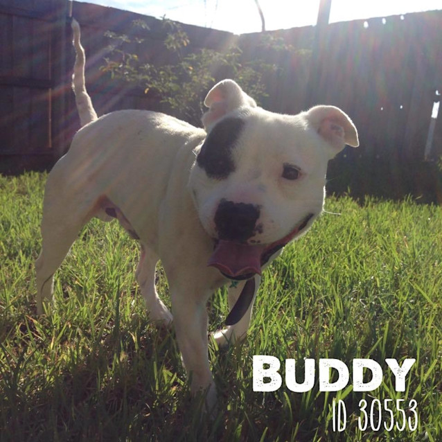 Photo of Buddy Id 30553