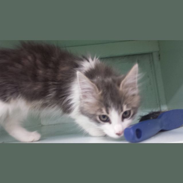 Photo of Tom Riddle (Vets On Parker Templestowe)