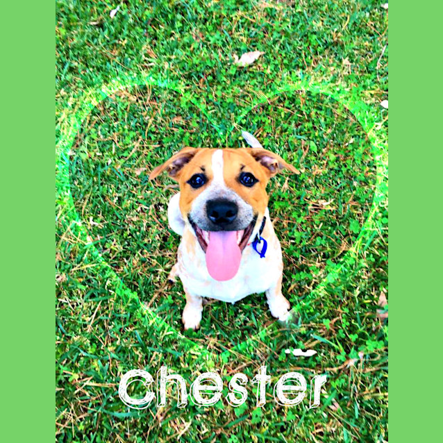 Photo of Chester ~ Cattle X Puppy (On Trial 26/06/16)