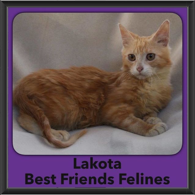 Photo of Lakota