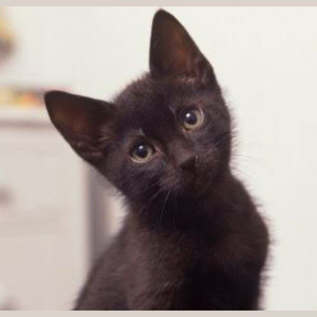 Photo of Black Boy