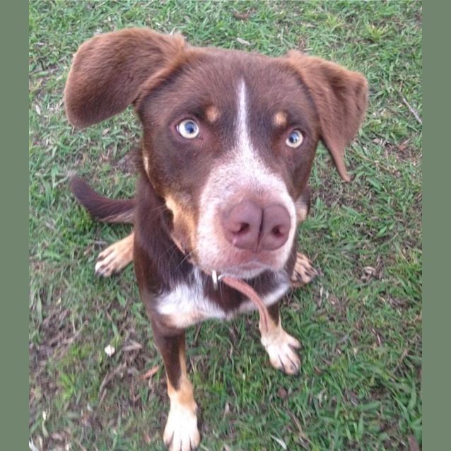 Photo of Benji
