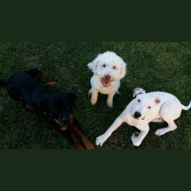 Photo of Solo 