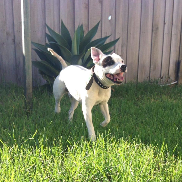 Photo of Buddy Id 30553