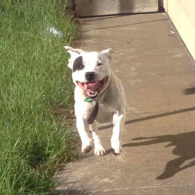 Photo of Buddy Id 30553