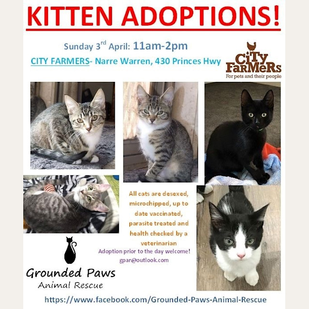 Photo of Adoption Day Sunday April 3