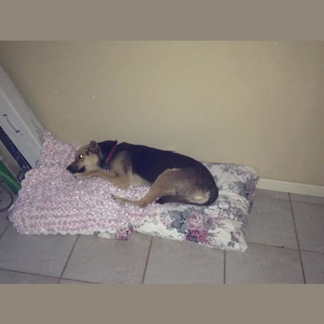 Photo of Lola Dl1241