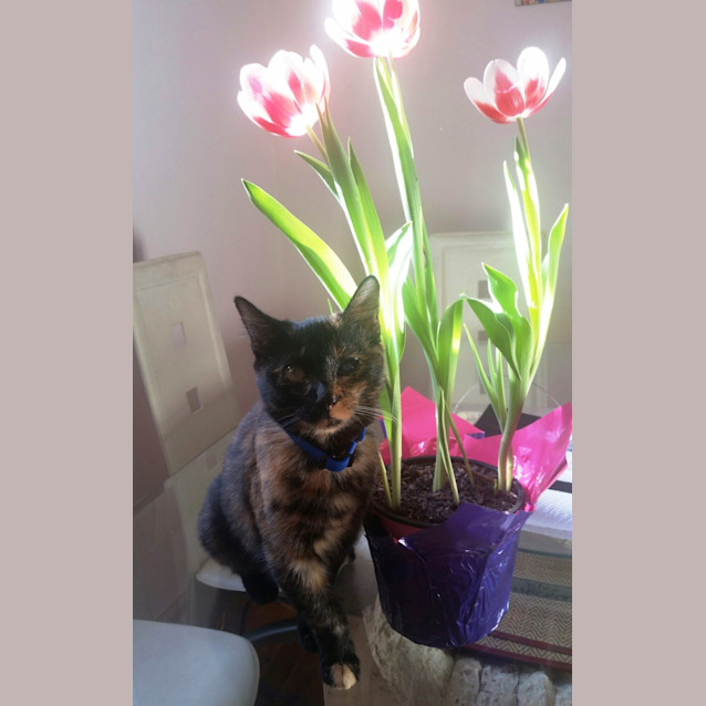 Photo of Bonnie
