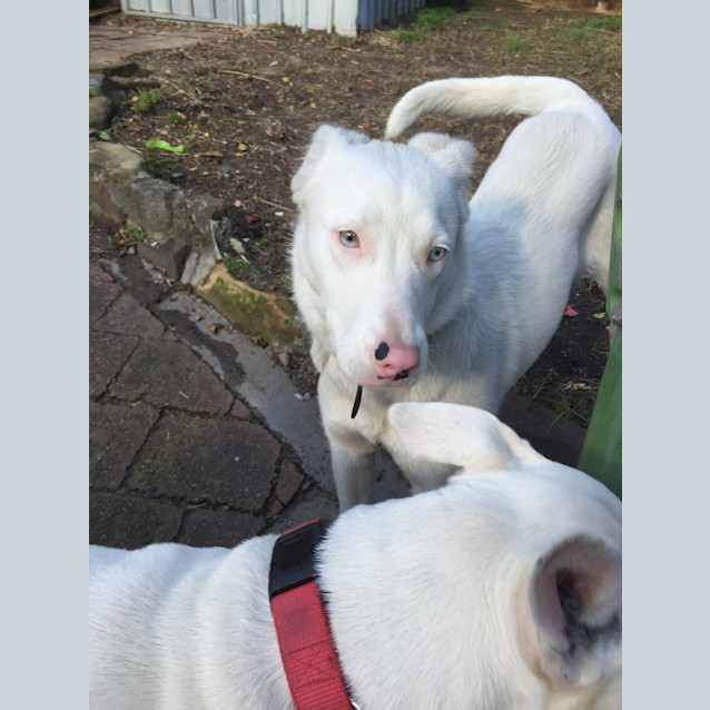 Photo of Coconut (Cat/Dog/Child Friendly)