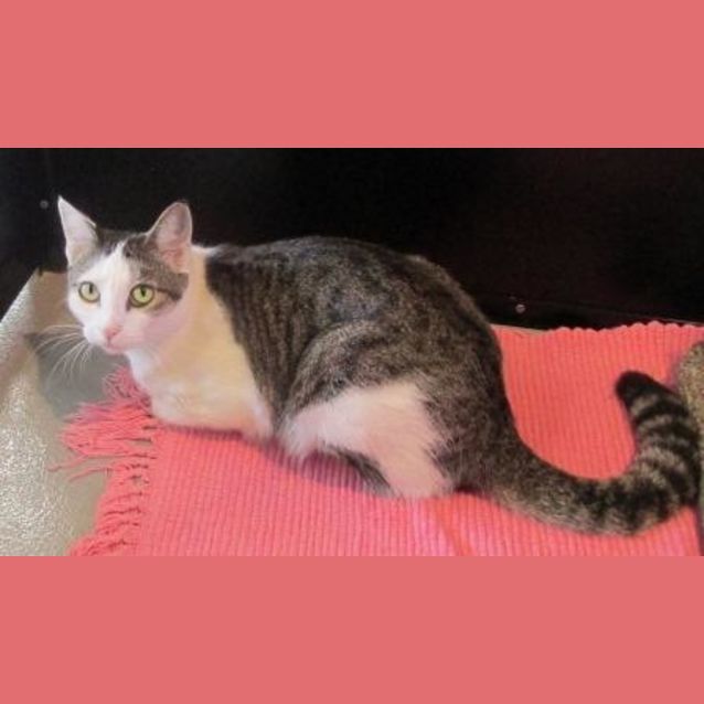 Photo of Tinker