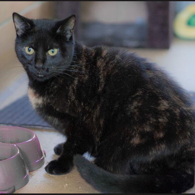 Photo of Stella