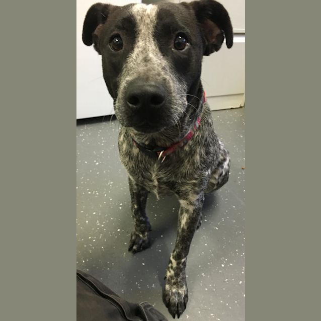 Photo of Dot