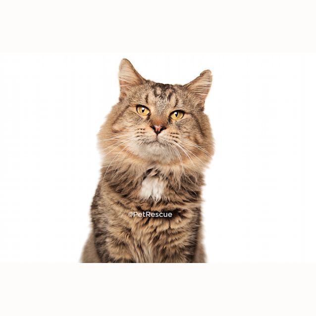 Photo of Lionel, The Best Cat Ever