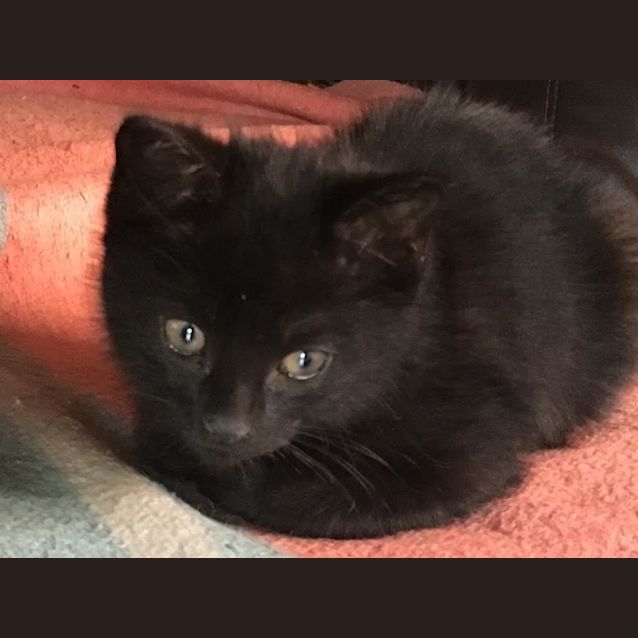 Photo of Blackie Chan