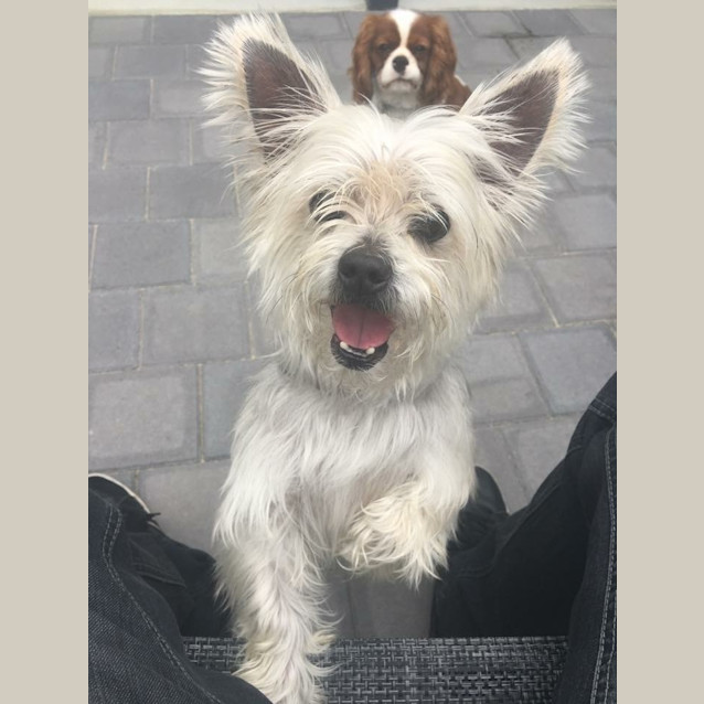 Photo of Bert