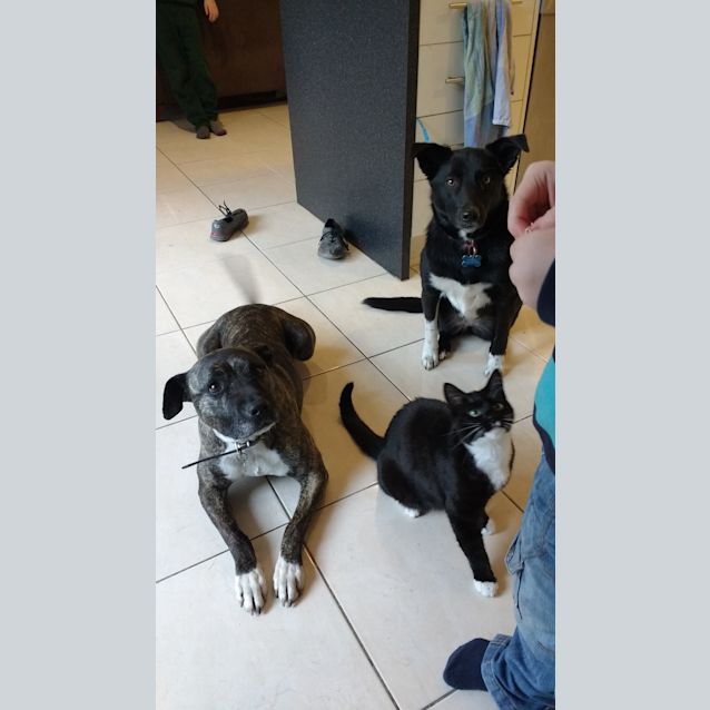 Photo of Daytona   Great With Dogs, Cats And Kids
