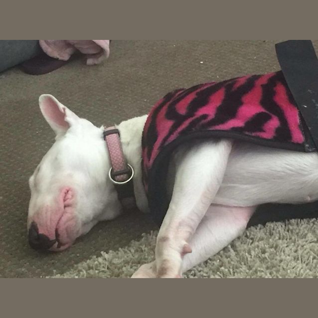 Photo of Bonnie (Foster)