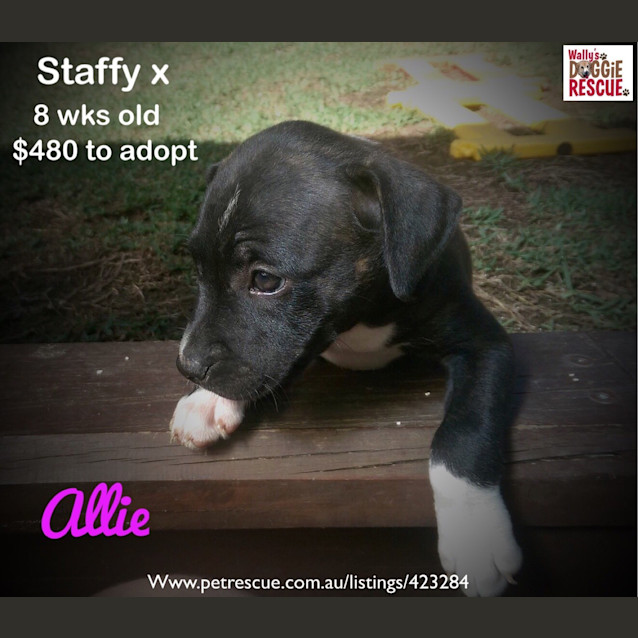 Photo of Allie