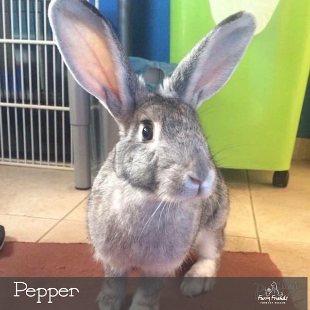 Photo of Peppa
