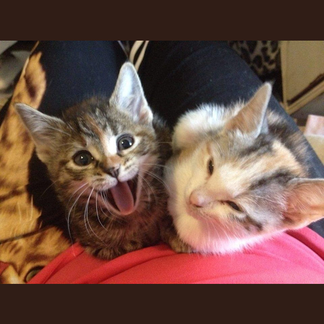 Photo of Yomi And Kagura (In Geelong)