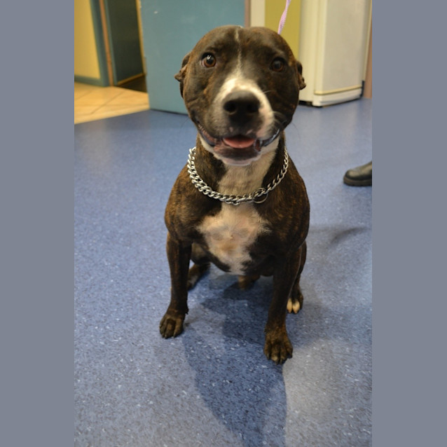 Photo of Achilles ** An Affectionate Lovebug **