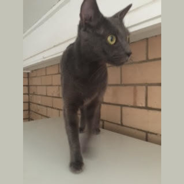 Photo of Celeste 