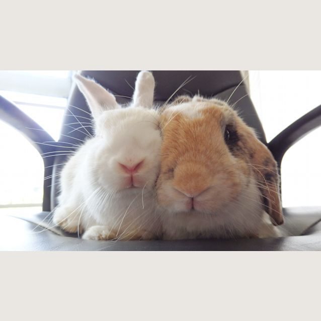 Photo of Alfie And Clover