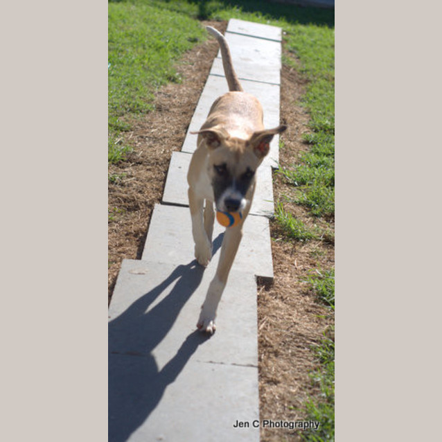 Photo of Tommy ** A Lovebug Pup ** 