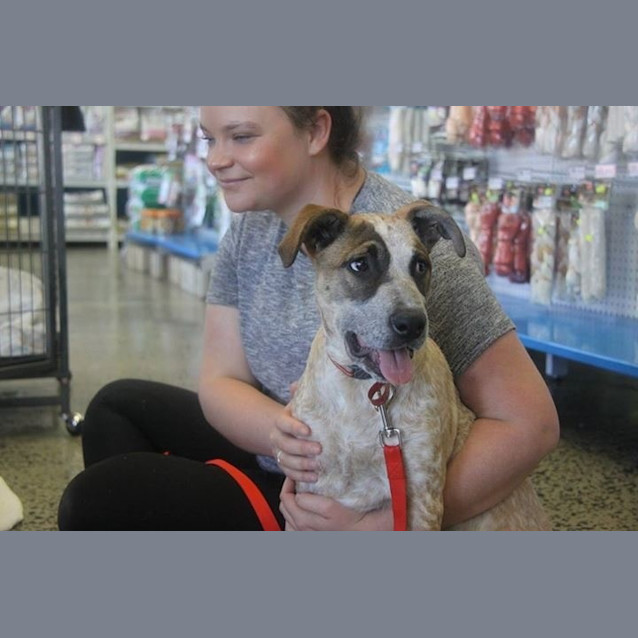 Photo of Calamity (Dog Friendly/Obed. Trained)