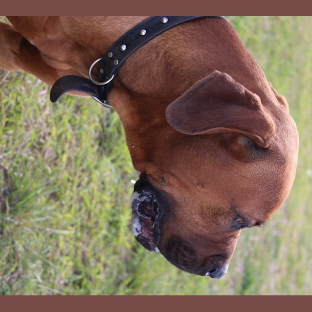 Photo of Dougie (Adoption Pending)