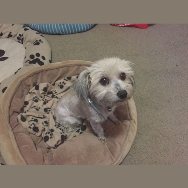 Photo of Nugget