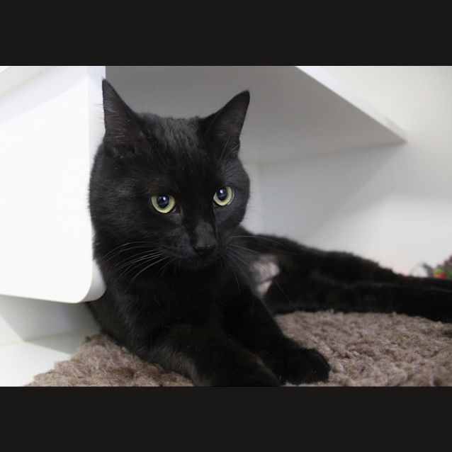 Photo of Perdita