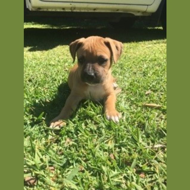 Photo of Mia ** A Divine Pup**