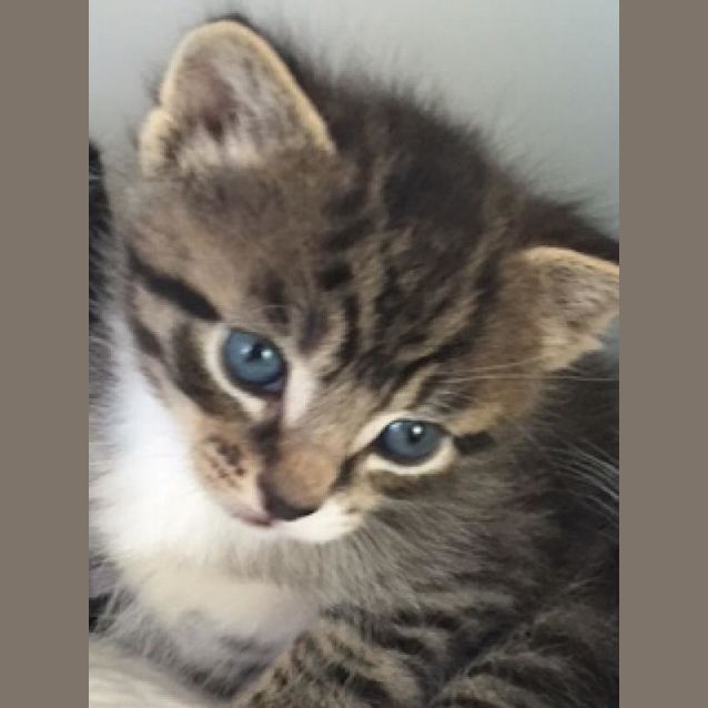 Photo of Miss Tabby Aka Chilly