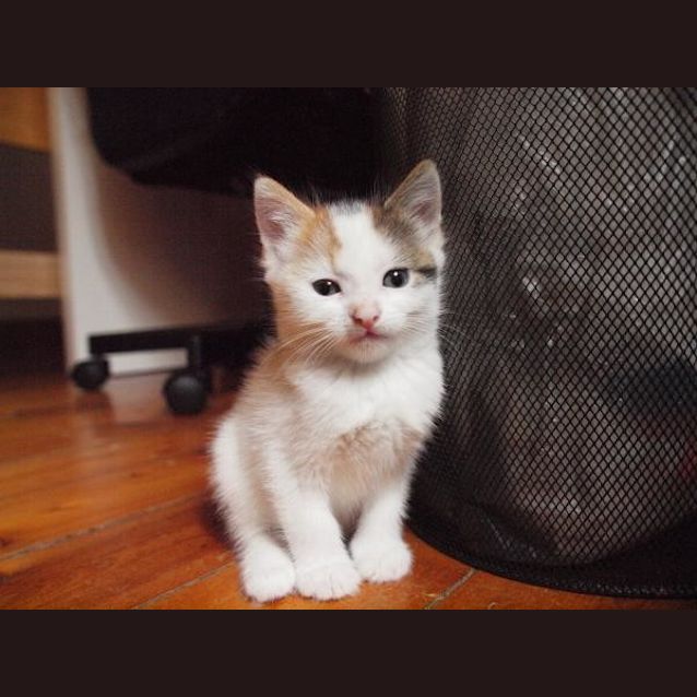 Photo of Zaza