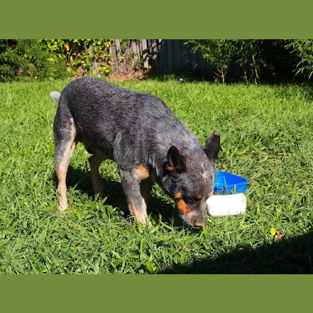 Photo of Calamity (Dog Friendly/Obed. Trained)
